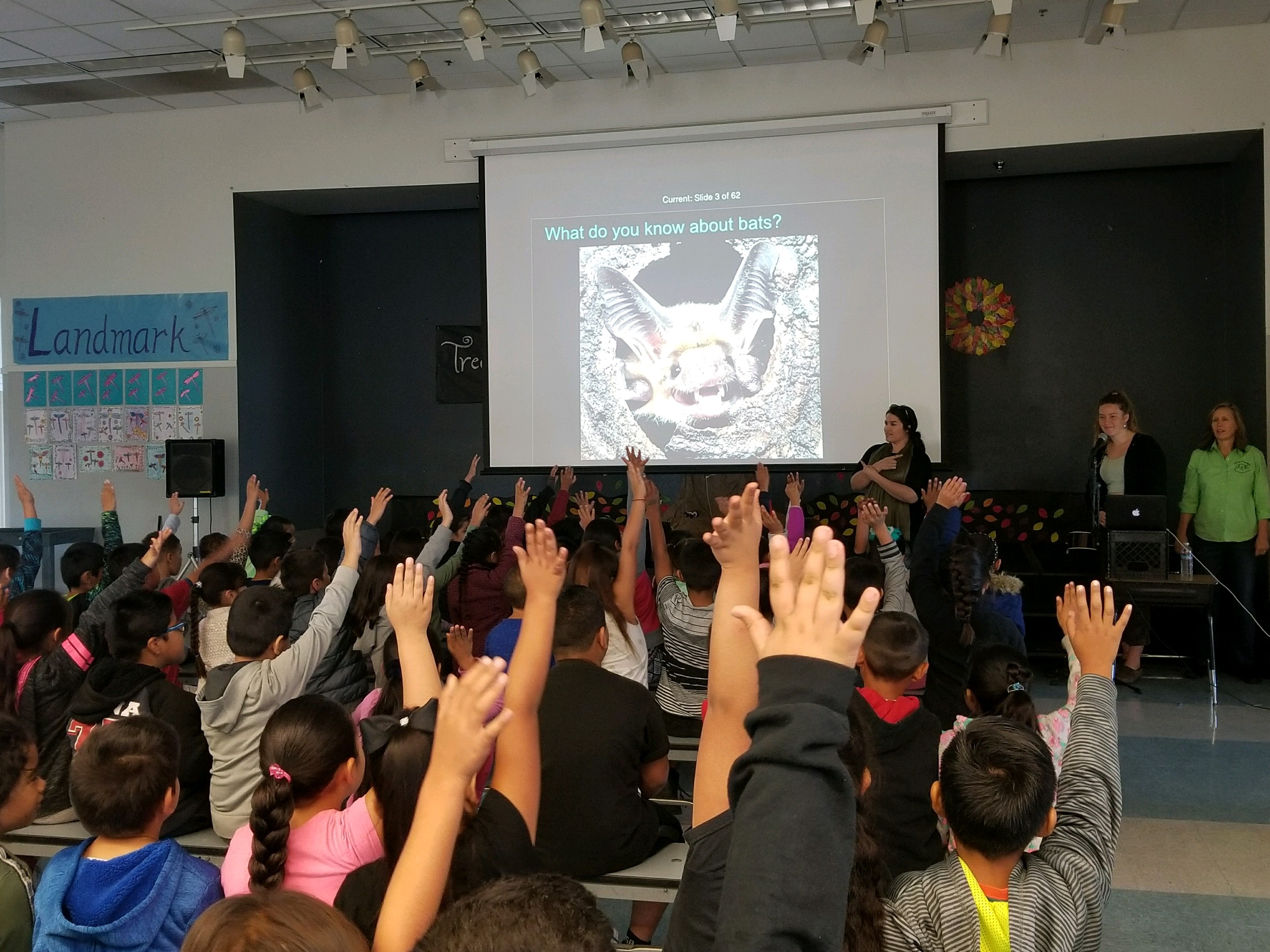Students at an assembly about bats